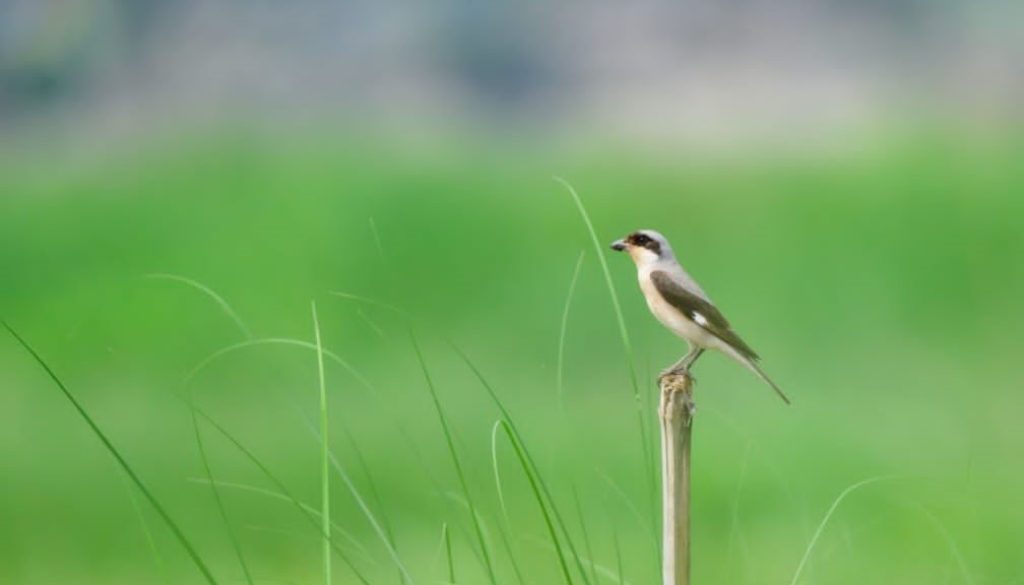 Bird Bird