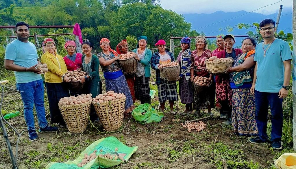 Potato_Branding_Myagdi