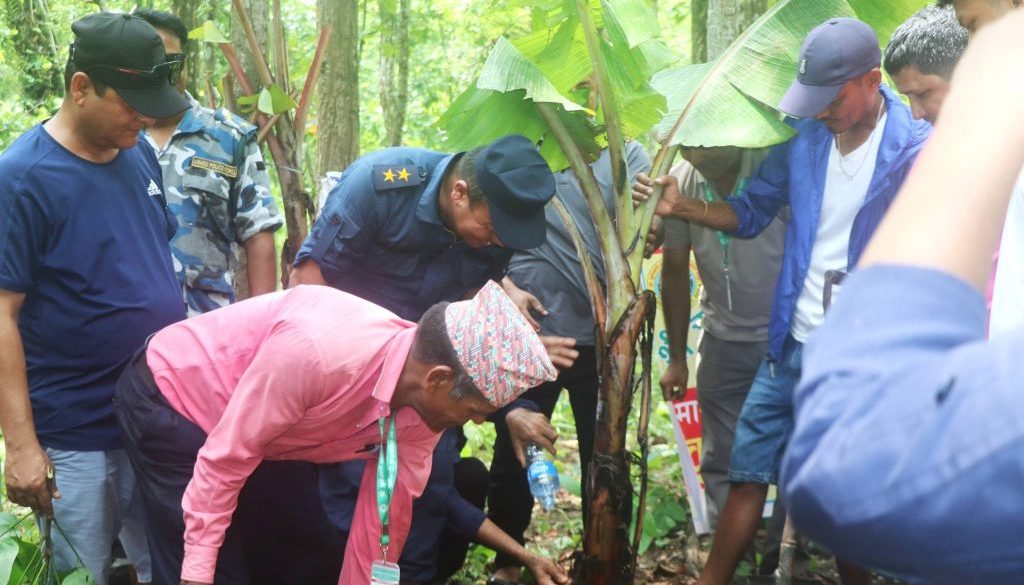 plantation