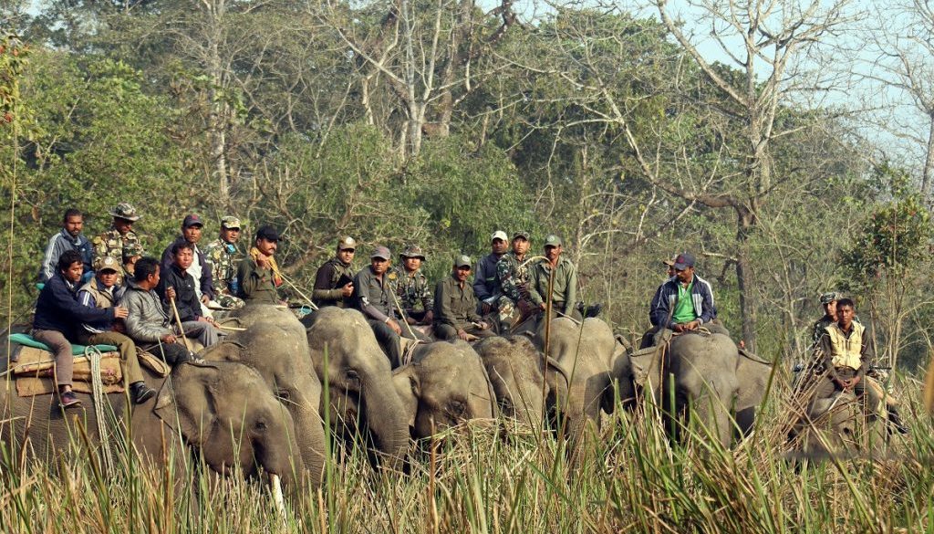 1552565719Chitwan_Elephant