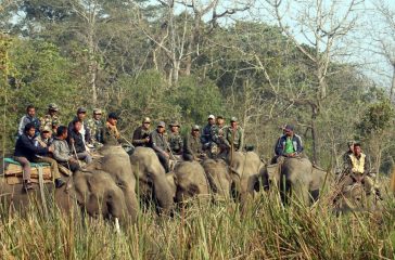 1552565719Chitwan_Elephant
