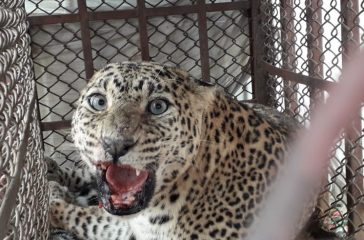 cituwa