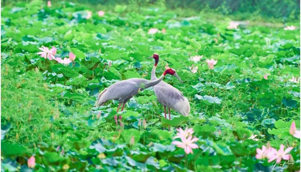 bird_CHoyTbLcw2