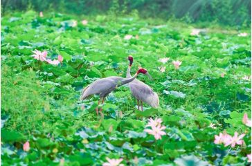 bird_CHoyTbLcw2