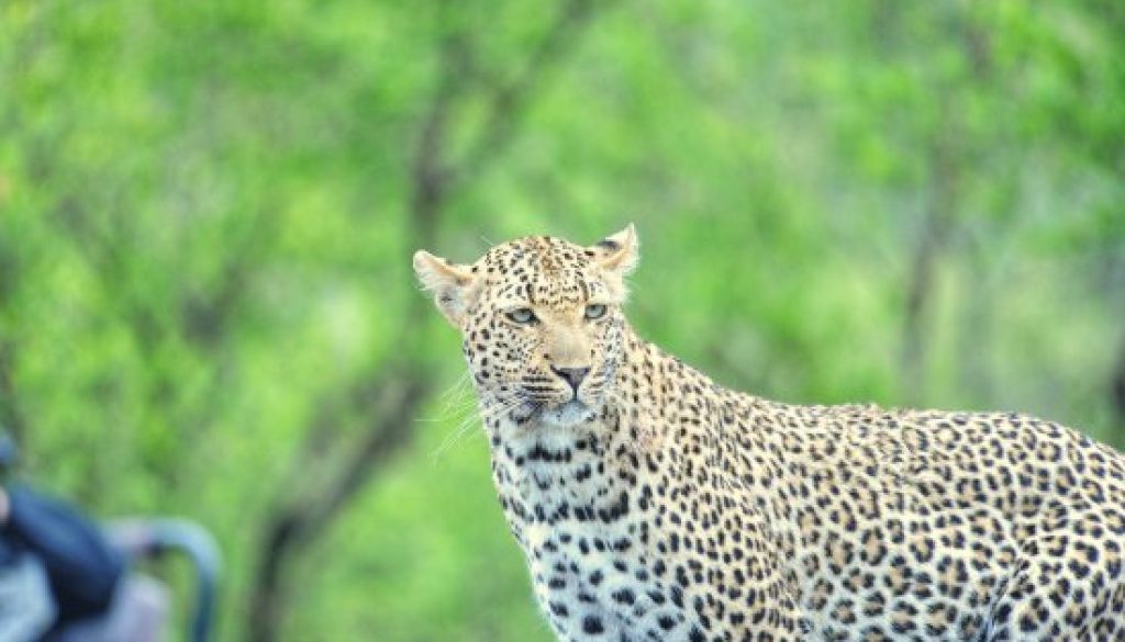 leopard-sighting-chitwa leopard-sighting-chitwa
