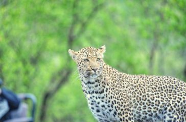 leopard-sighting-chitwa