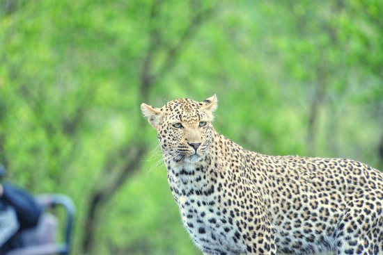 leopard-sighting-chitwa