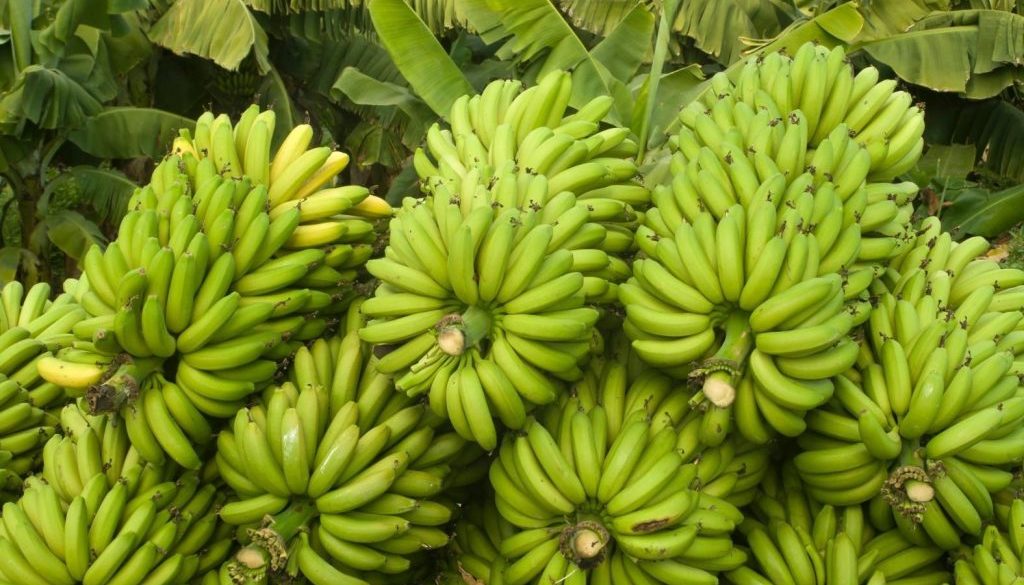banana_Yk0UkxaU9E banana_Yk0UkxaU9E