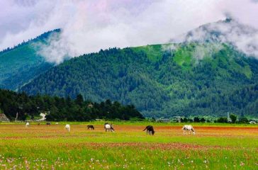 Dhorpatan HUnting Reserve