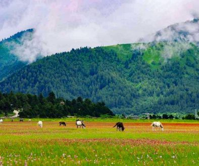 Dhorpatan HUnting Reserve