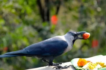 Kag-Tihar_7sufk36OQS