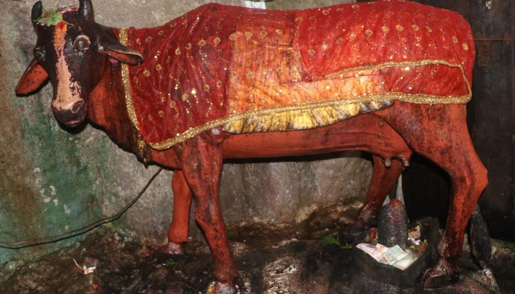 kamdhenu gai