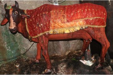 kamdhenu gai