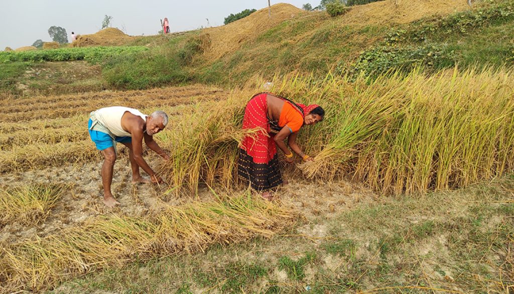 Dhan-katdai-kisan-saptari