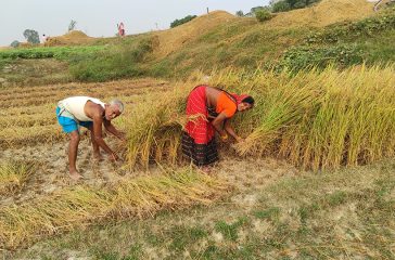 Dhan-katdai-kisan-saptari
