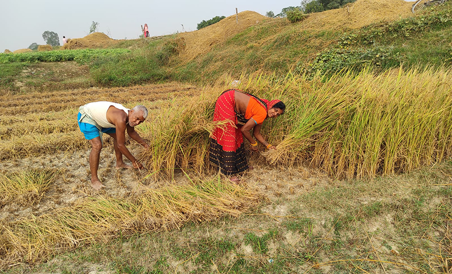 Dhan-katdai-kisan-saptari