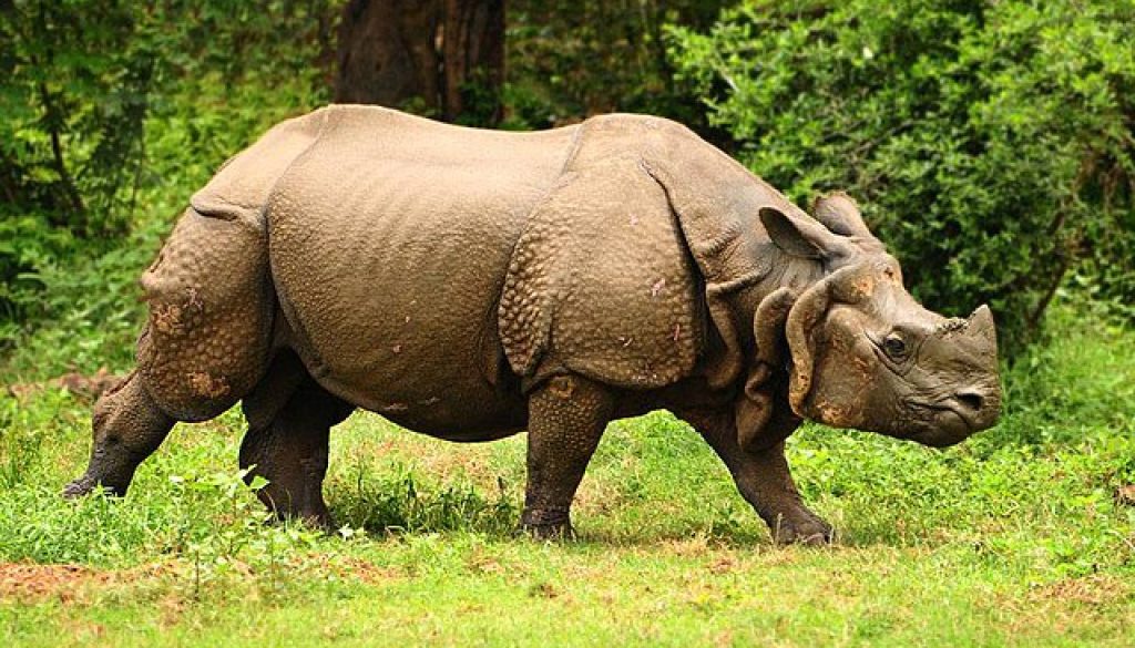 Great-Indian-one-horned-rhinoceros-at-Kaziranga-national-park-in-Assam-India