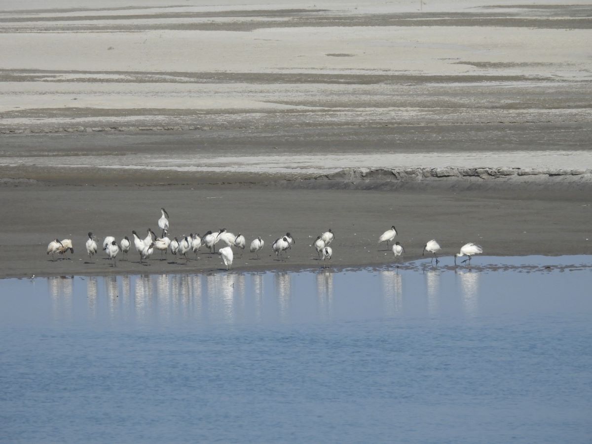 birds