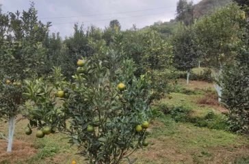 suntala-1701421687