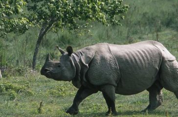 Rhino_gaida_ratoapti_3lvQewJAcC