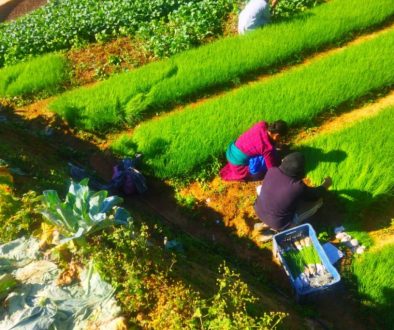 agriculture