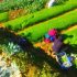 agriculture