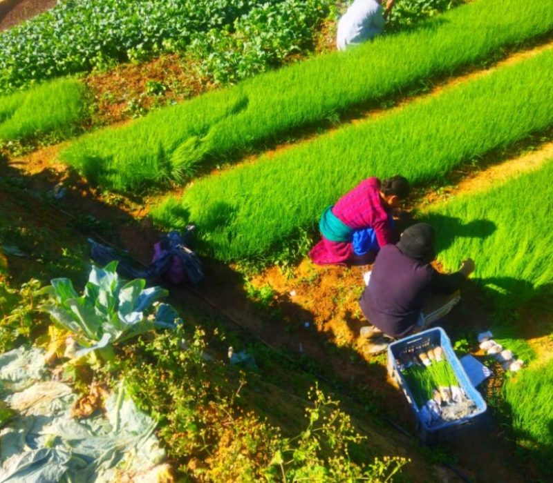 agriculture