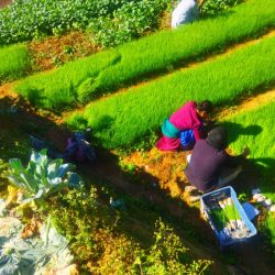 नेपालको दिगो कृषि व्यवस्थापनका लागि जापानी प्रविधि भित्रिँदै agriculture