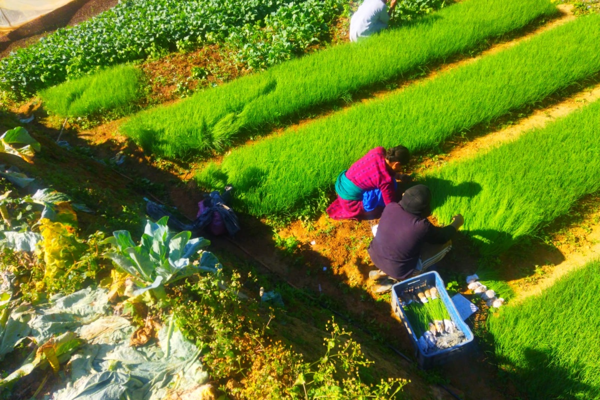 agriculture