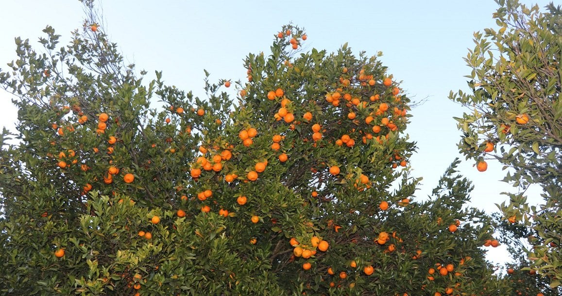 orange farm