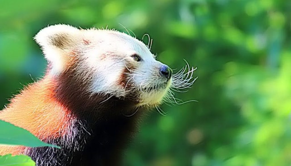 red-panda