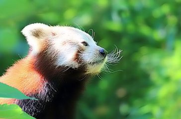 red-panda