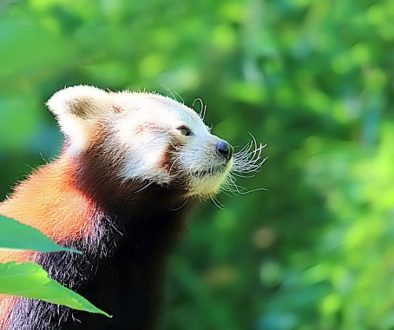 red-panda