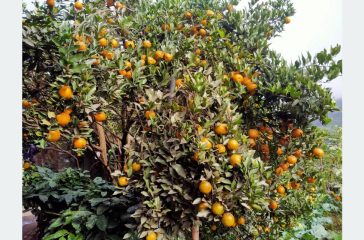 202501011038-56668249-5bd6-4cce-9bb3-e5434bc22f64_medium