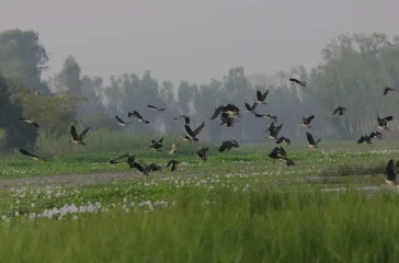 bird_SxrKVtVVpz