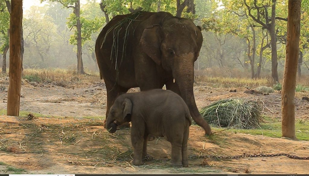 elephant elephant