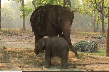 elephant