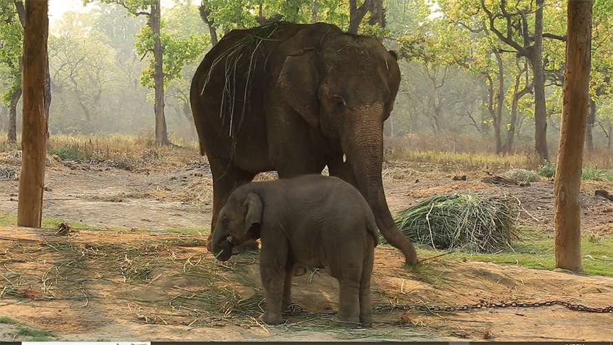 elephant
