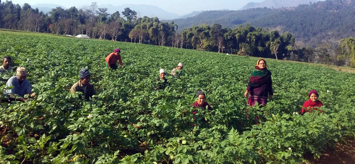 farmers