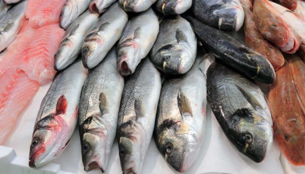 fishh2022-09-16-10-05-20