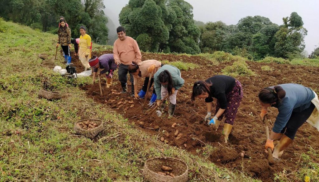 potato harvesting