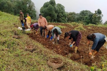 potato harvesting