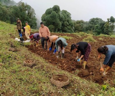 potato harvesting