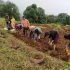 potato harvesting