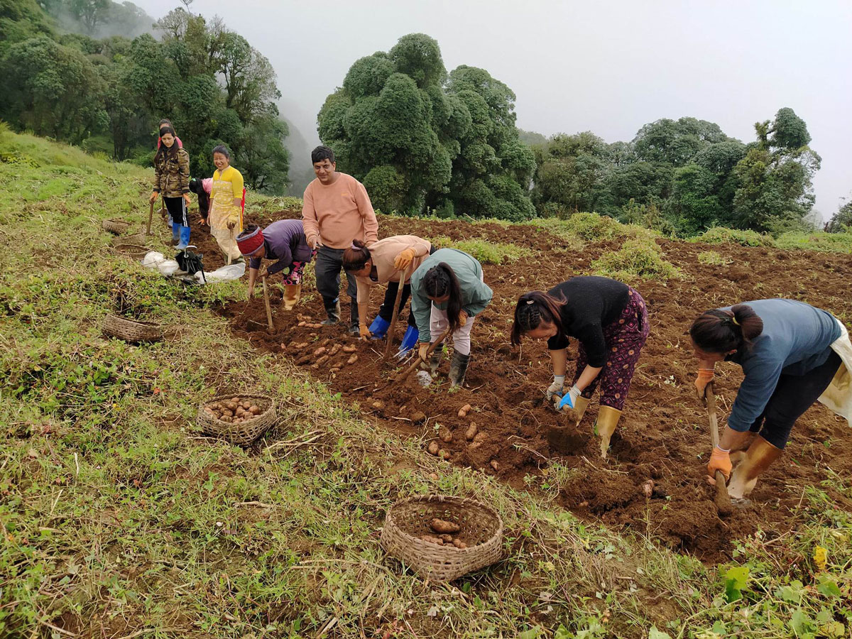 potato harvesting