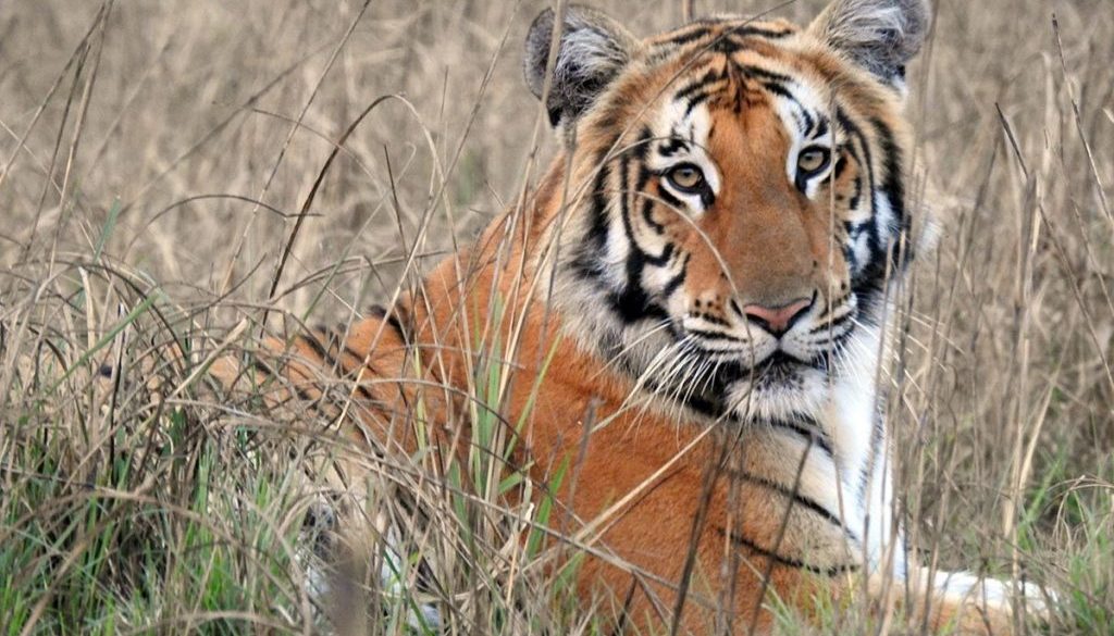 tiger-in-nepal tiger-in-nepal