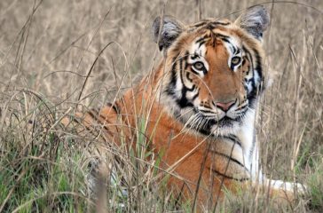 tiger-in-nepal