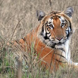 बाघको बढ्दो संख्या पर्यटनका लागि अवसर, वन्यजन्तु अवलोकनमा नेपाल झन् आकर्षक tiger-in-nepal