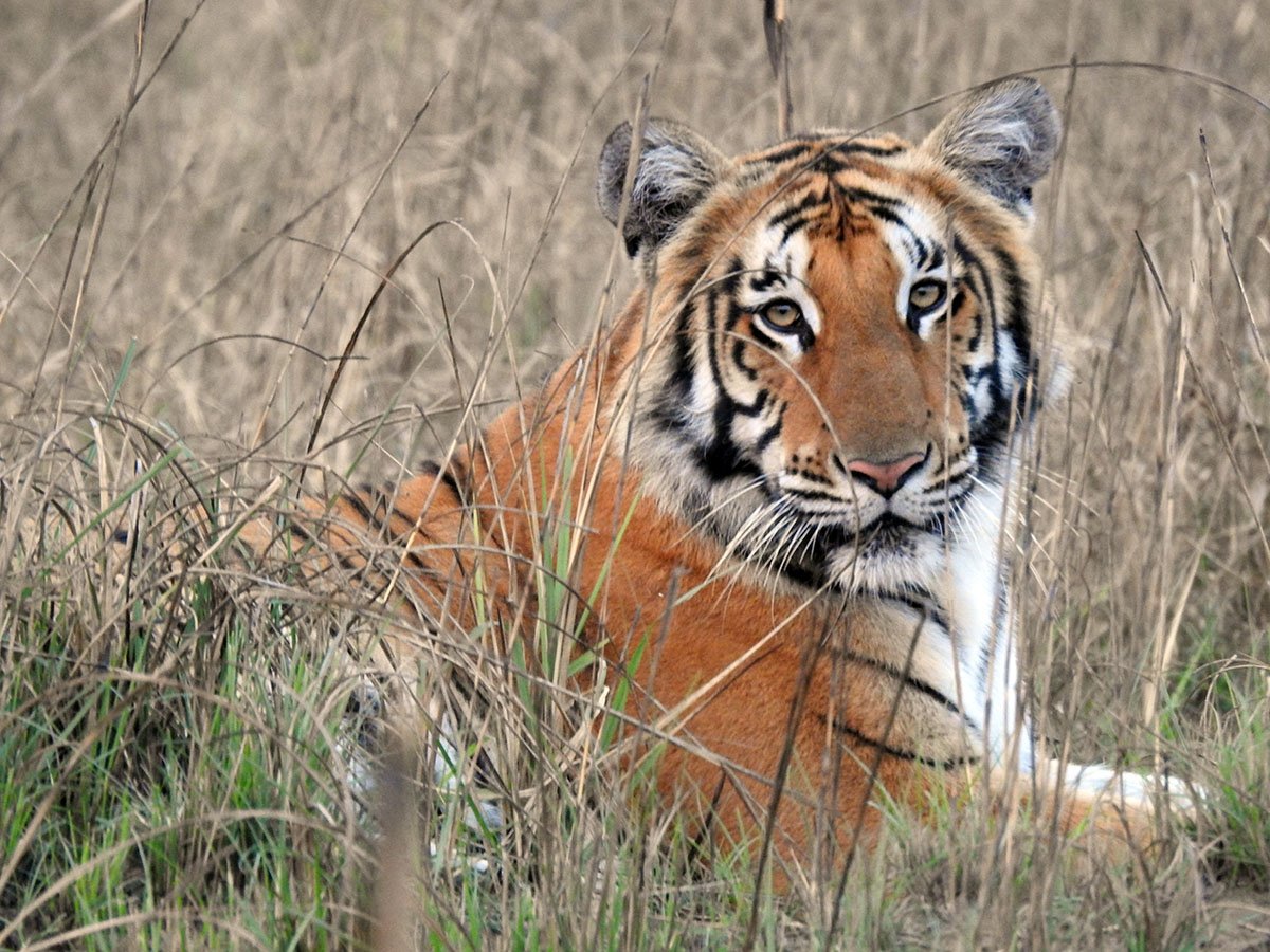 tiger-in-nepal