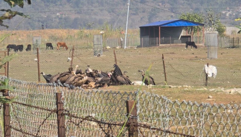 vulture-resting-place